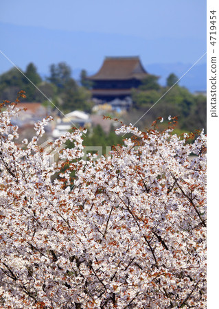 櫻花盛開的吉野山 4719454