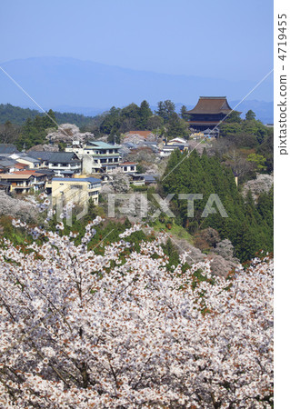 櫻花盛開的吉野山 4719455