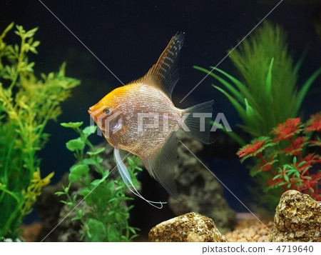 Angelfish Angelfish 4719640