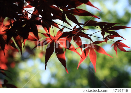 春楓 4719746