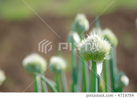 Onion flower 4719784