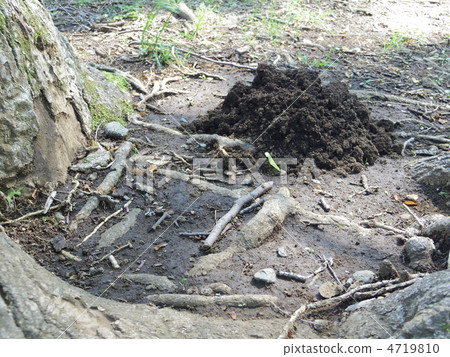 A hole in a mole A hole in a mole 4719810