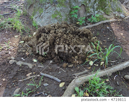 A hole in a mole A hole in a mole 4719811