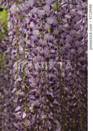 Kuzuwa Wistaria of Shirakuji 4719946