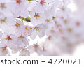 Cherry blossoms ① 4720021