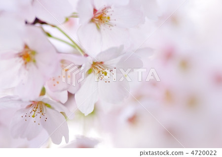 Cherry tree ② 4720022