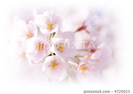 Cherry tree ③ 4720023