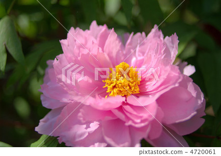 牡丹 牡丹 4720061