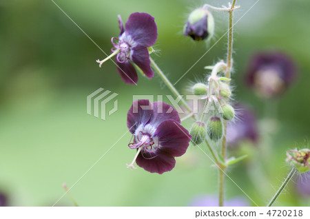 天竺葵Faeum 4720218