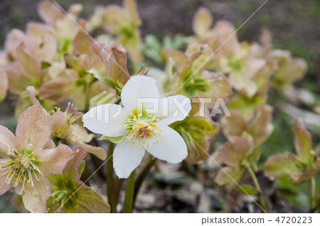 Christmas rose 4720223