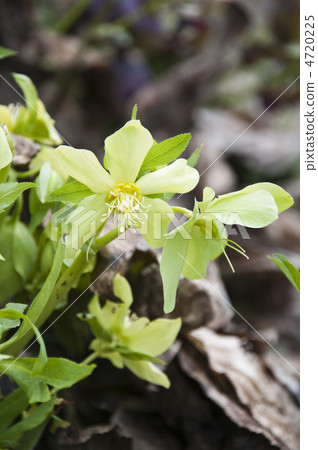 Green christmas rose 4720225