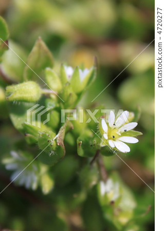 Hakobe (flower) flowers 4720277