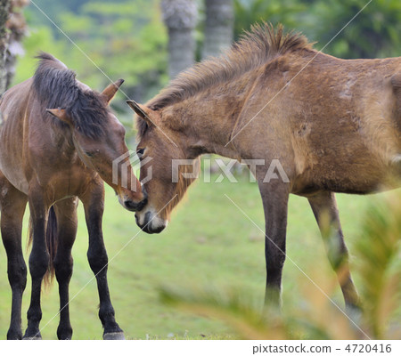 Cape Toki Crossing Osaki Ma 4720416