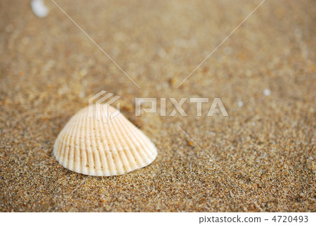 Seashell up on the beach 4720493