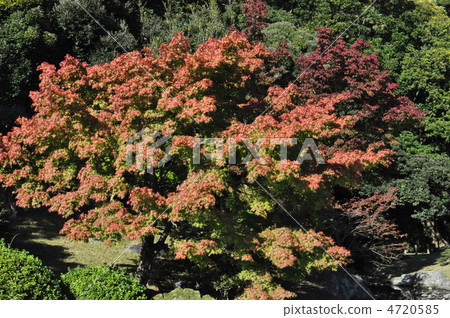 秋天的樹葉 4720585