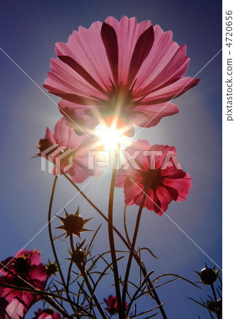 Backlit Cosmos 4720656