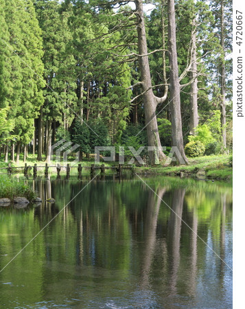 新鮮的綠色春天春天池塘 4720667