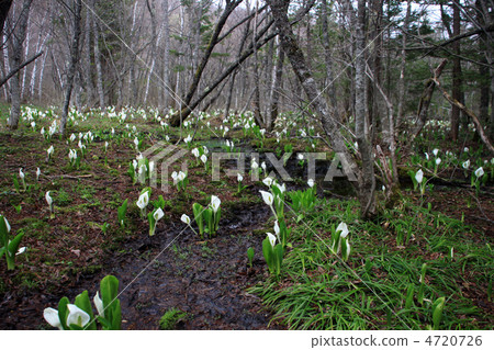 Mizubasha of Norikura Kogen 4720726