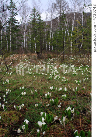 Norikura Kogen的Mizubasha 4720748