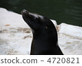 海獅 4720821