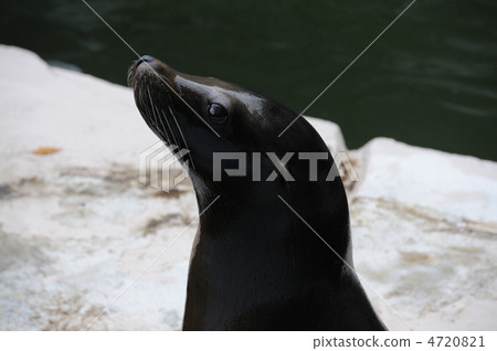 海獅 4720821