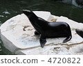海獅 4720822
