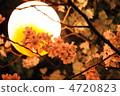 櫻花和燈籠 4720823