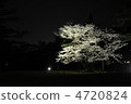 櫻桃樹亮起來 4720824