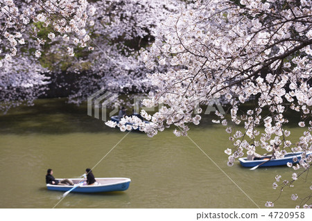 Chidorigafuchi與櫻花盛開 4720958