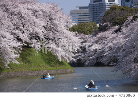 Chidorigafuchi與櫻花盛開 4720960
