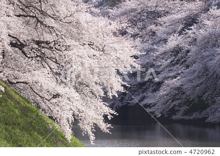 Chidorigafuchi與櫻花盛開 4720962