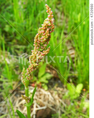 Swiva (acid leaf) 4720980