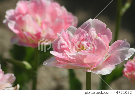 雙花鬱金香 4721022