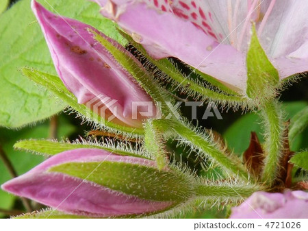 杜鵑花 4721026