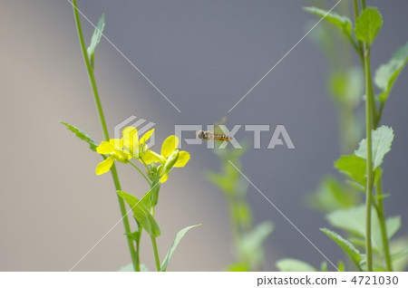 阿布蘭帕卡 4721030