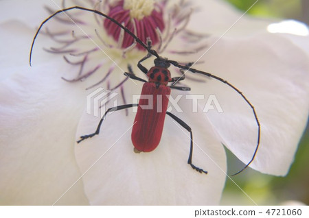 Ladybird beetle 4721060