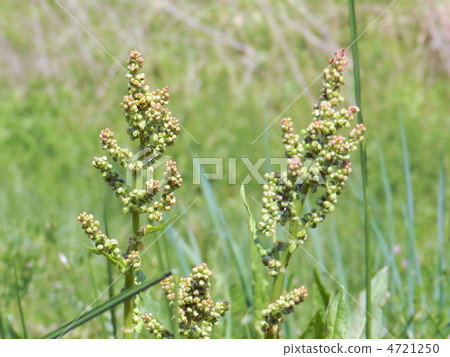 Scampo(Suva)/ Asakawa Scampo(Suva)/ Asakawa 4721250