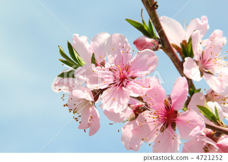 桃花 桃花 4721252