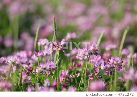 Renge 4721272