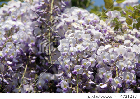 紫藤架（第1部分） 4721283