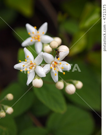 Marubautsugi 4721375