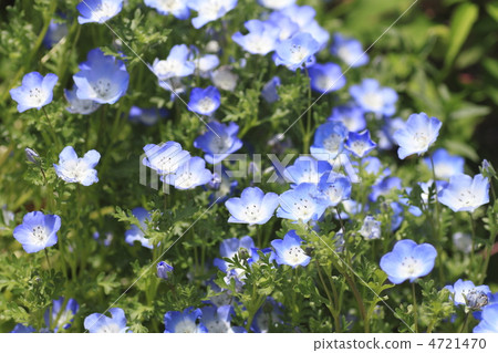 Lilacaraxa 4721470