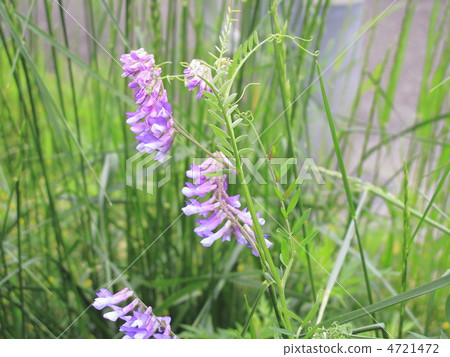 Sparrow peas 4721472