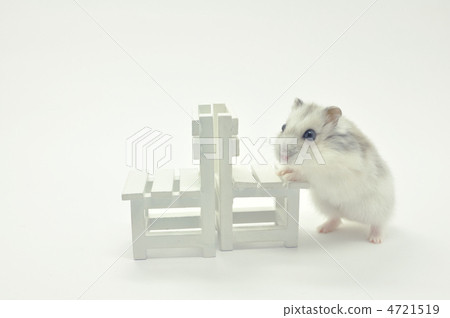 Djangarian hamster Djangarian hamster 4721519
