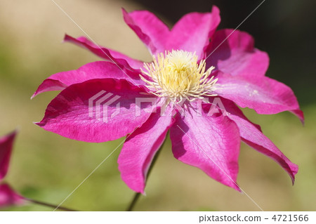 柿子鐵線蓮 柿子鐵線蓮 4721566