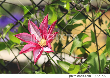Betty-Don Clematis Betty-Don Clematis 4721580