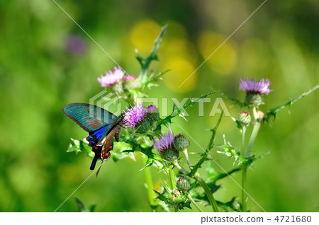 Callus Swallowtail 4721680
