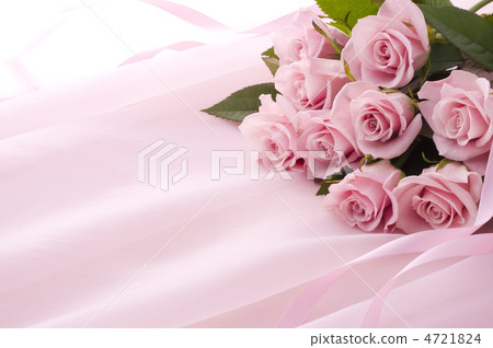 Pink rose Pink rose 4721824