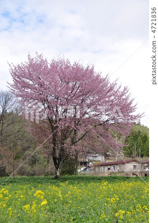 1棵櫻花樹 4721836