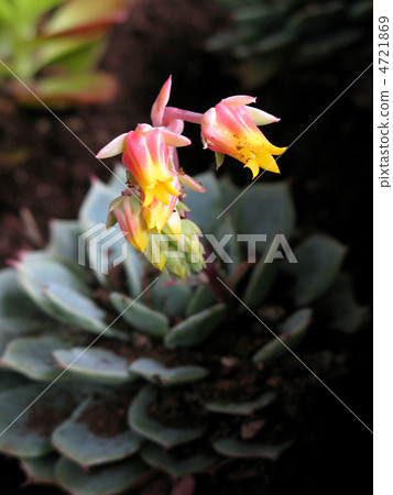 Ecarbelia花 Ecarbelia花 4721869